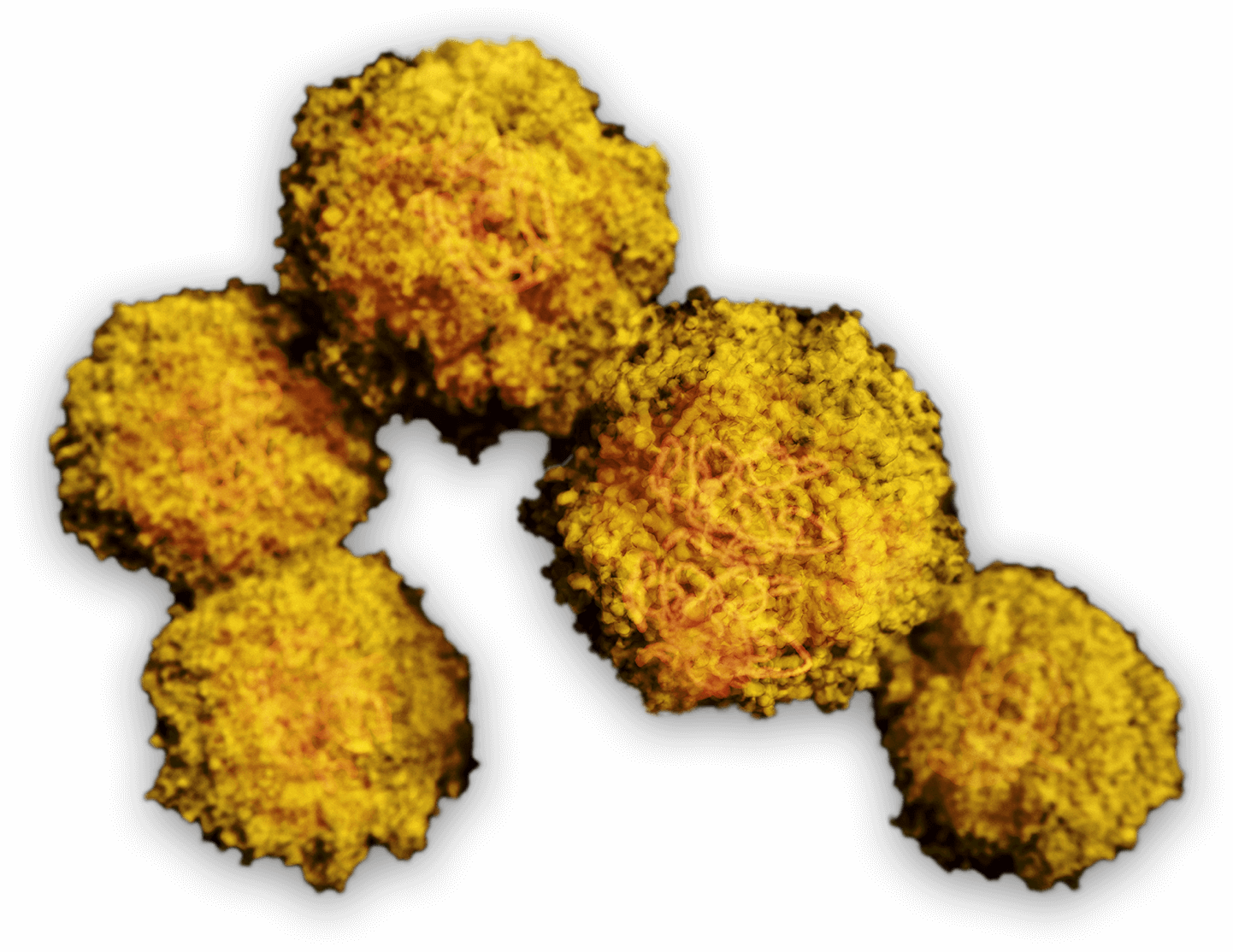 Photo of a Biological Germs
