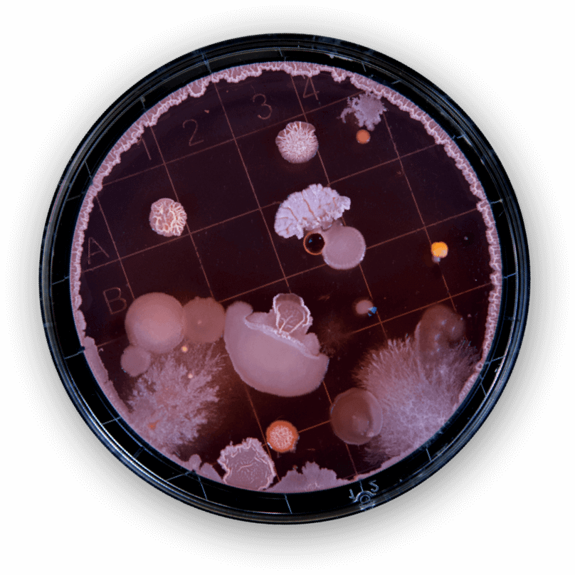 Photo of Red Germs