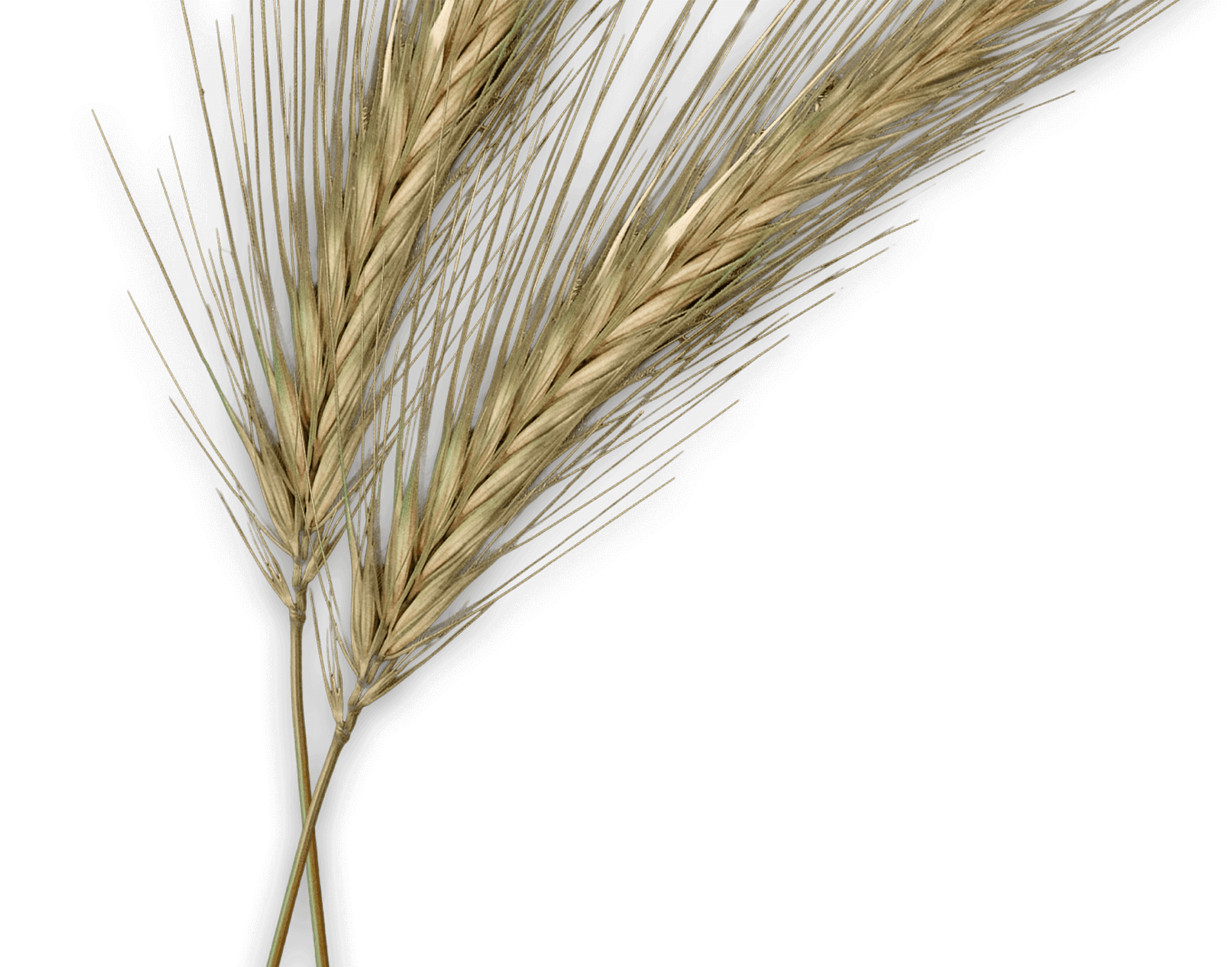 Photo of Wheat Plant