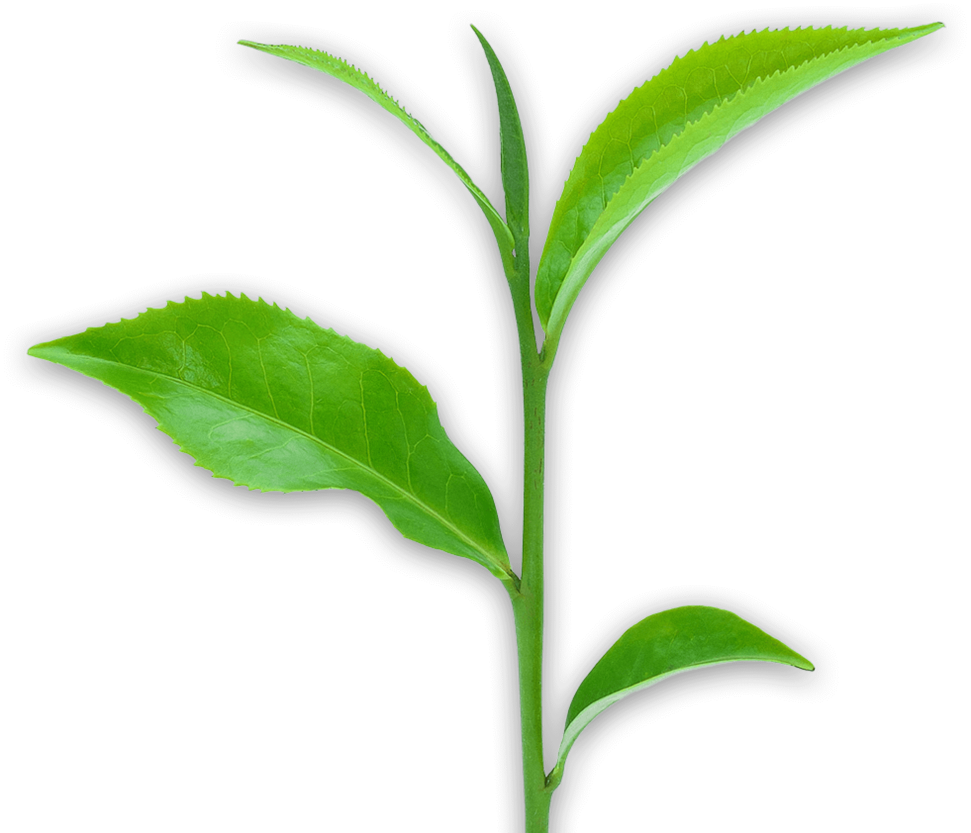 Photo of Green Leafy Plant