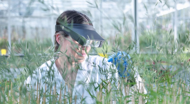 Photo: Battelle crop protection professional working on agribusiness client project