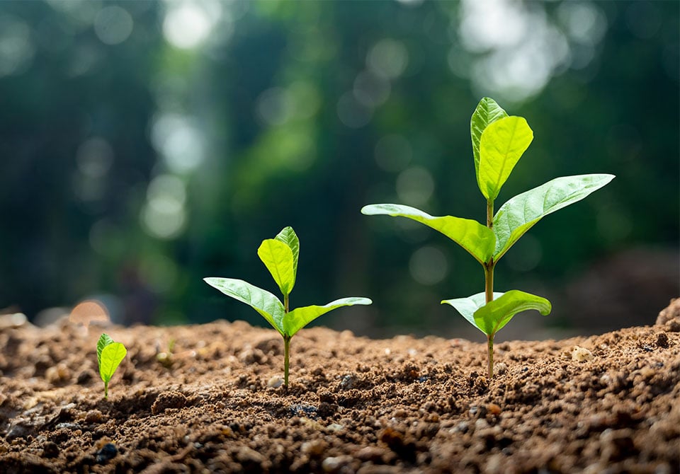 image: three plants sprouting in soil each taller than the next