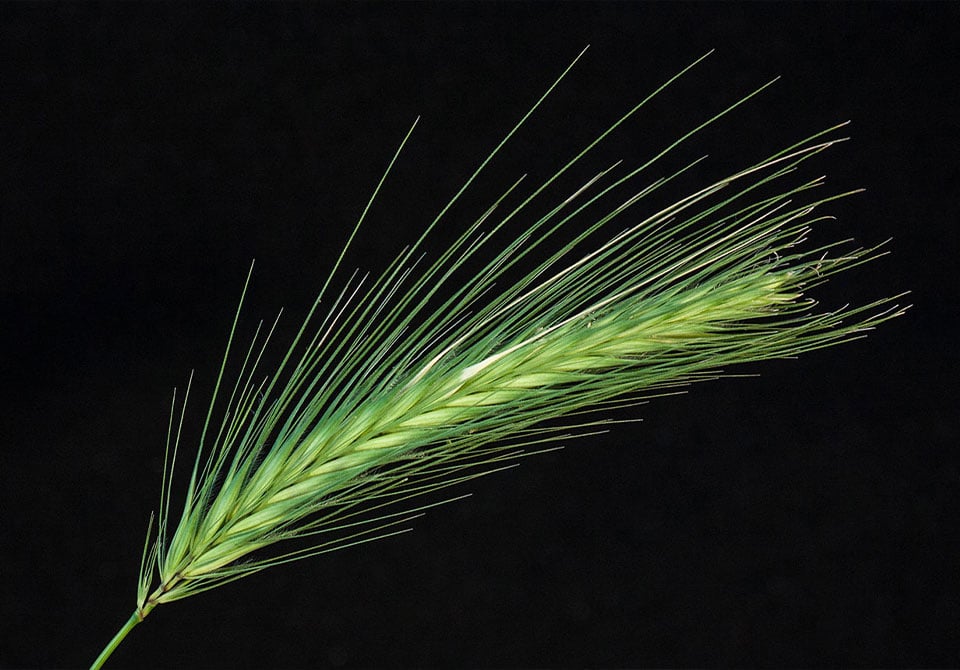 crop-protection-callout Image: Stalk of wheat