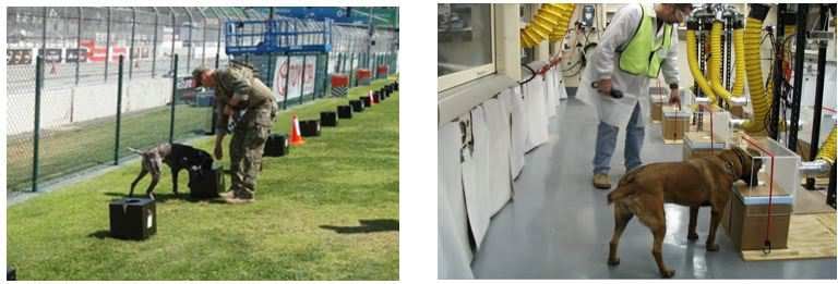 canine2 examples of detection-canine training