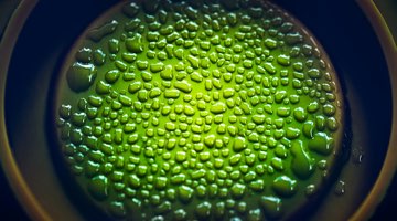 Photo: Biomaterials including water inside a container.