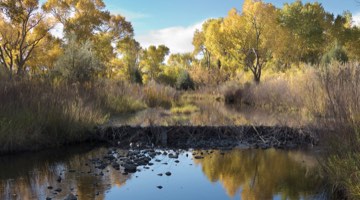 Photo: Remediation site with water and greenery.