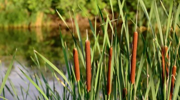 Photo: Cattails growing by the edge of a pond.