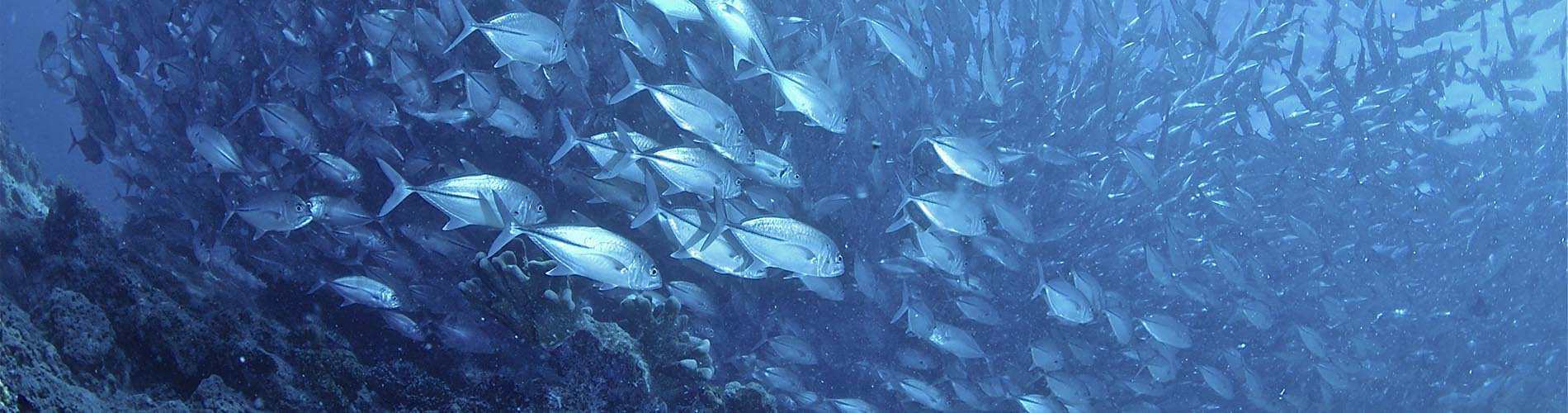 3.13 quiz food as a resource picture