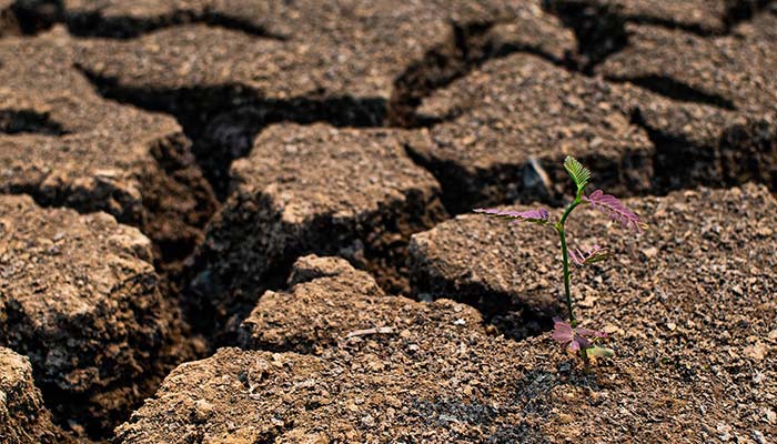 alt= close up of one flower growing in a barren desert