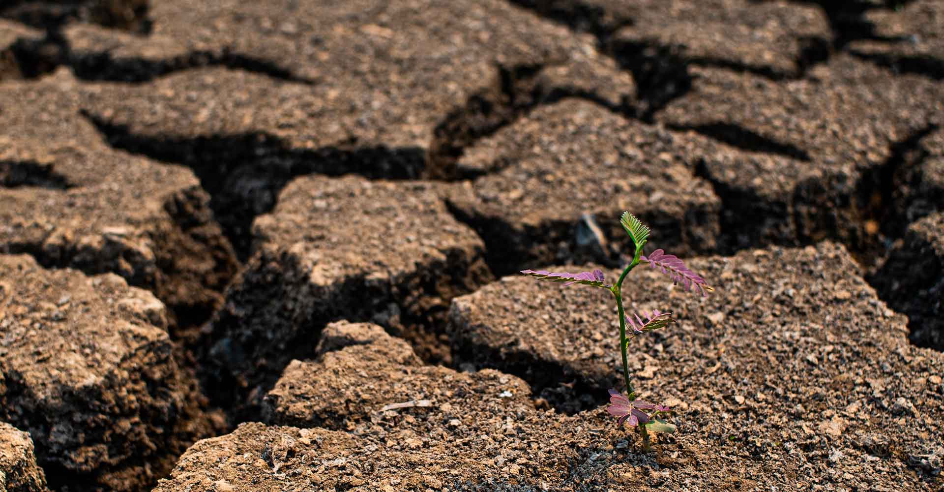 alt= close up of a flower growing in barren soil affected by climate change