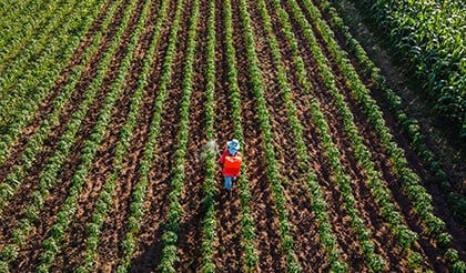 alt= crop protection specialist walking through a field of crops