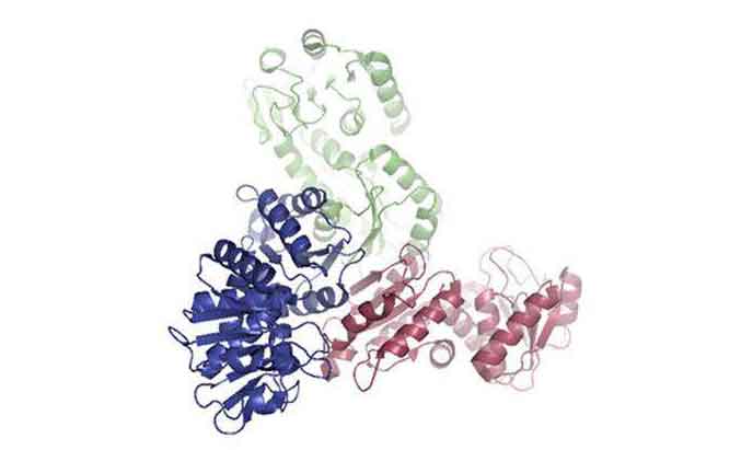 Photo: 3D Model of a Protein