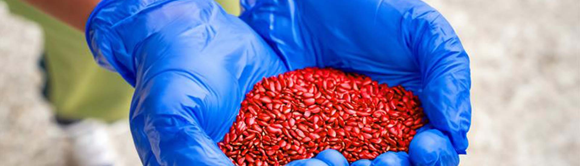 hands holding seeds