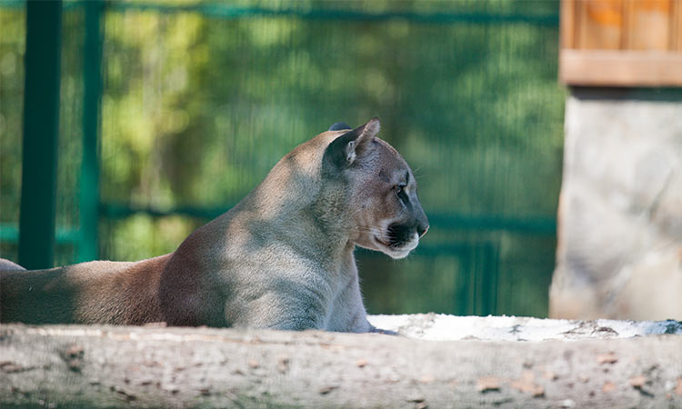 Photo: a cougar in a zoo exhibit laying down