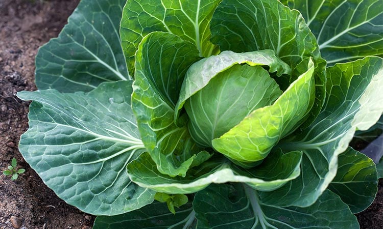alt=close up of lettuce growing in a hydroponic system