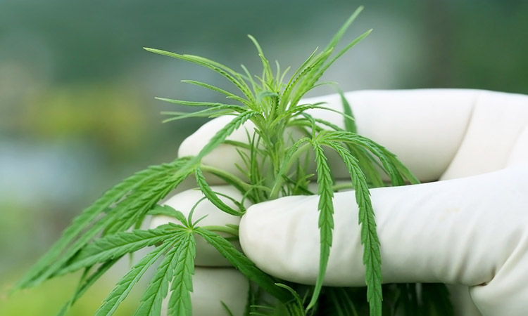 Photo: Researcher holding marijuana plant
