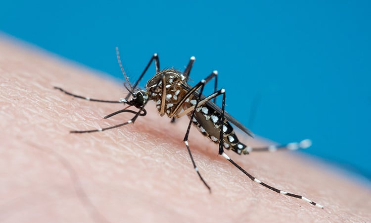 Photo: Mosquito on skin