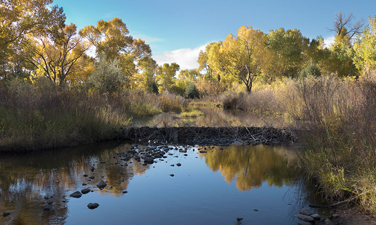 Photo: Pond with surrounding shrubbery