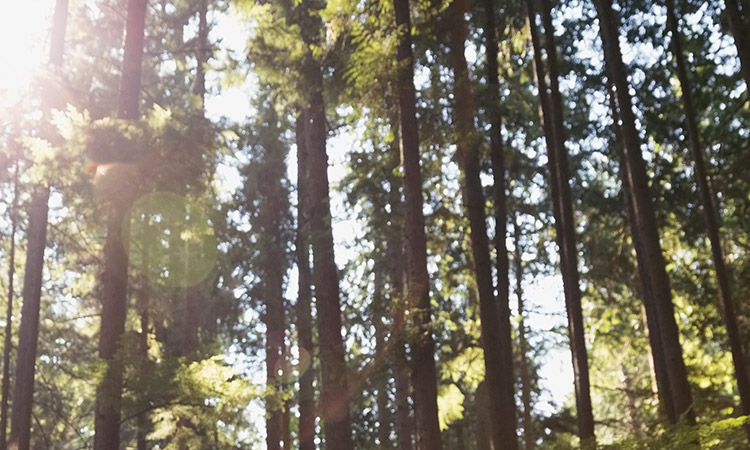 Photo: Forest with sunlight