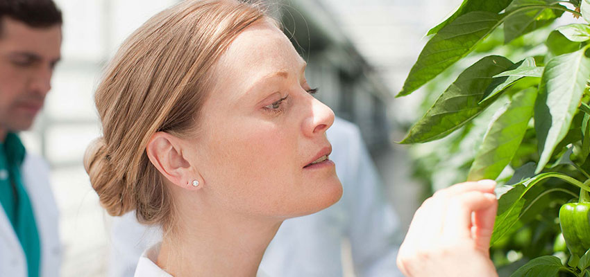 Photo: Battelle crop protection expert examining leaves after a formulation was administered to them