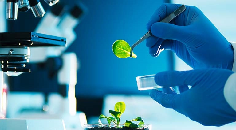 Photo: scientist placing leaves from a plant in a petri dish