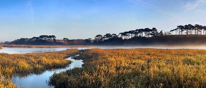alt= landscape shot of the everglades