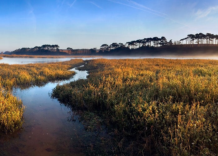 Environmental Restoration at Battelle Photo: A swamp landscape