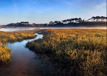 Photo: A swamp landscape