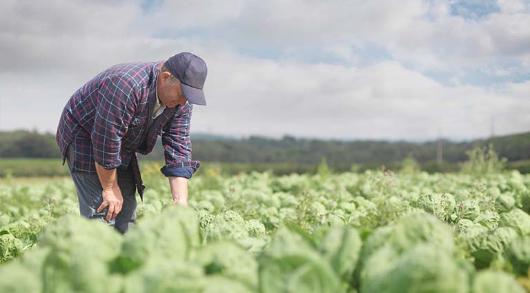 Photo: Farmer examining GMO crops
