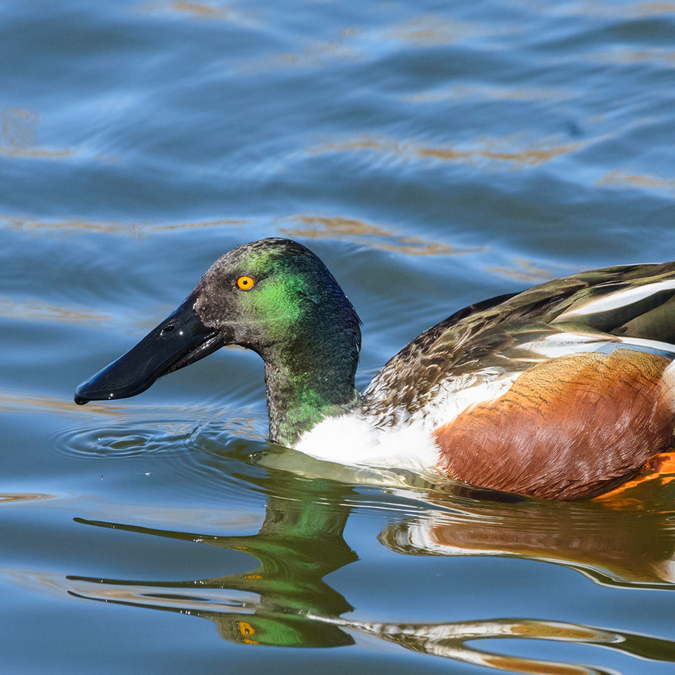 Photo: Duck swimming in marine ecosystem
