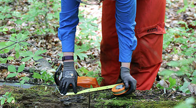 Photo: NEON Researcher measuring a log as part of a study of a temperate biome