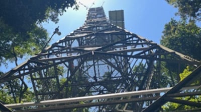 alt = up view of a neon tower in the forest