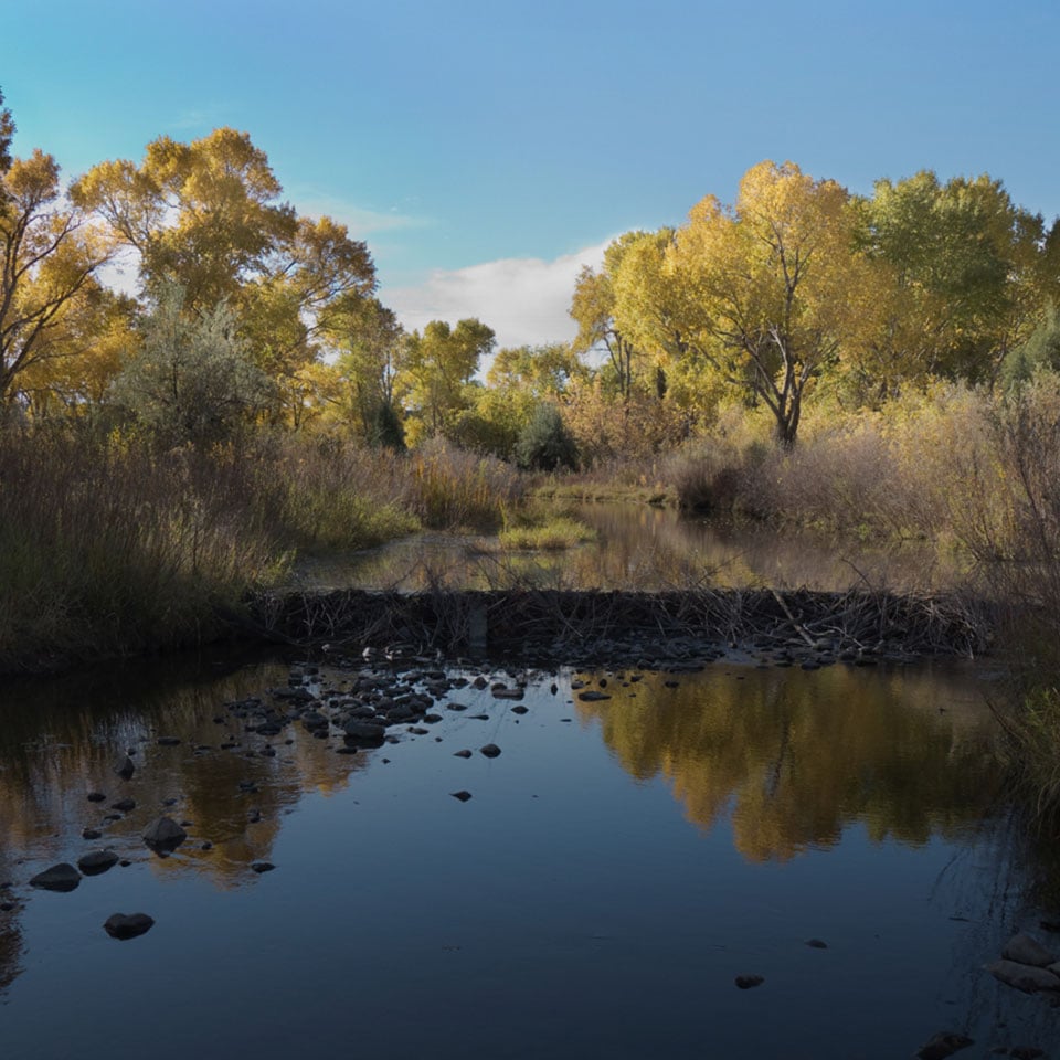 Photo: Pond containing a variety of marine diatom species