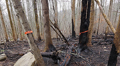 Photo: Forest after a wildfire being evaluated by Battelle NEON researchers