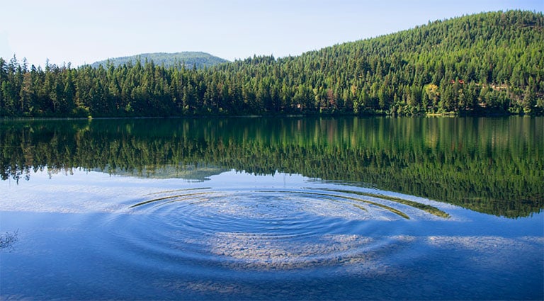 Image: PFAS-contaminated lake water