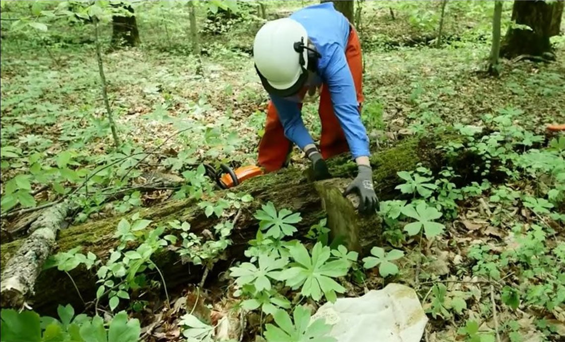 NEON Terrestrial Data at Battelle Photo: researcher working at a terrestrial site