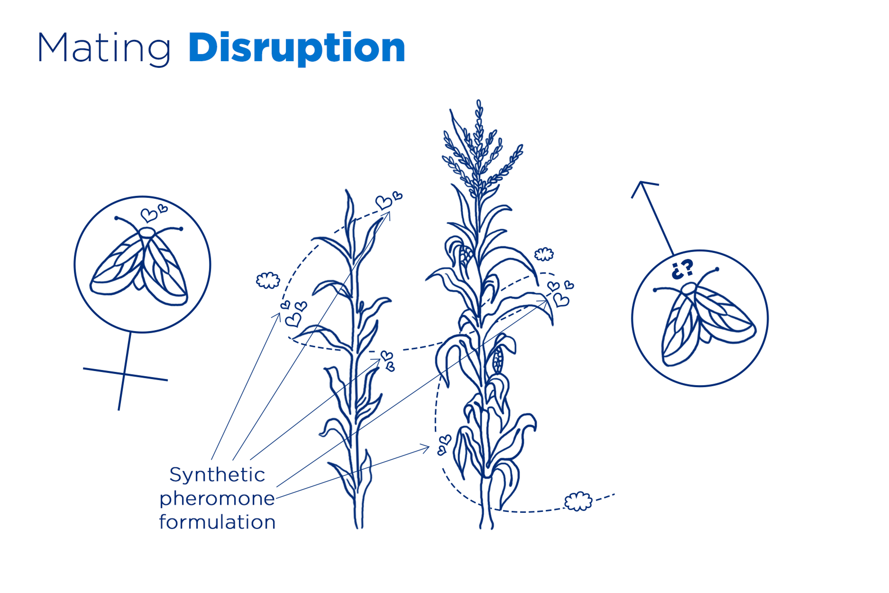diagram depicting mating disruption with synthetic pheromone formulation