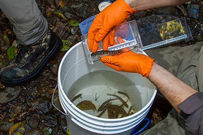 Battelle employees work to tag fish as part of the NEON project
